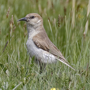 Ground Tit